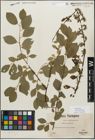 Foto von Salix myrsinifolia Salisb.
